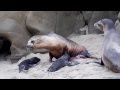 Three Sea Lions Born Today  @ La Jolla Cove, California