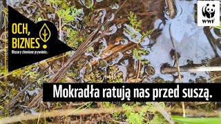 Mokradła ratują nas przed suszą. WWF Polska