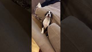Boston terrier puppy. Funny. Cute. Crazy. 3 months old.