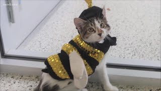 Adopt a furry friend and companion during the pandemic at the Humane Society