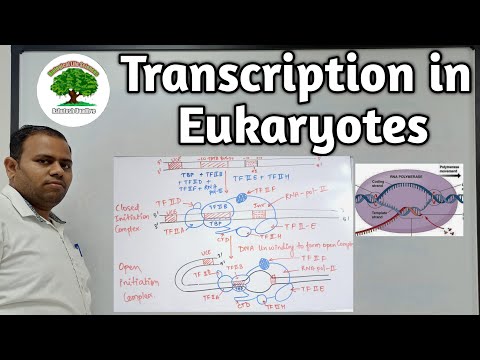 Video: Den Eukaryote Translationsinitieringsregulator CDC123 Definerer En Divergent Clade Af ATP-gribe Enzymer Med En Forudsagt Rolle I Nye Proteinmodifikationer