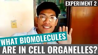 Experiment 2 (Group 6): What biomolecules are in the cells?