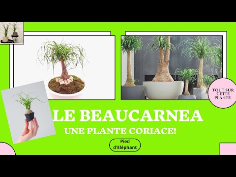 Vidéo: Nolina (42 Photos): Soins à Domicile. Pourquoi La Fleur De Nolin Est-elle Aussi Appelée Bokarnea, « Patte D'éléphant » Et « Arbre Bouteille » ? Transplantation Et Reproduction D'un