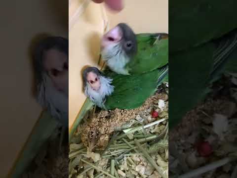 ユウギリインコ雛🦜
