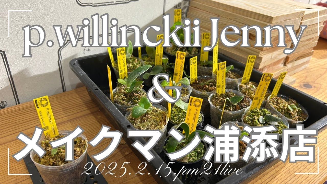P.willinckii Jenny ＆メイクマン浦添店の納品予定のビカクシダを板付