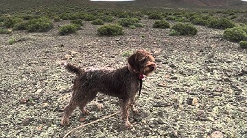 Griffonpoint Katy: Point, Flush on cue, Stop to Flush, Steady to Flush, Steady to Shot & Fall