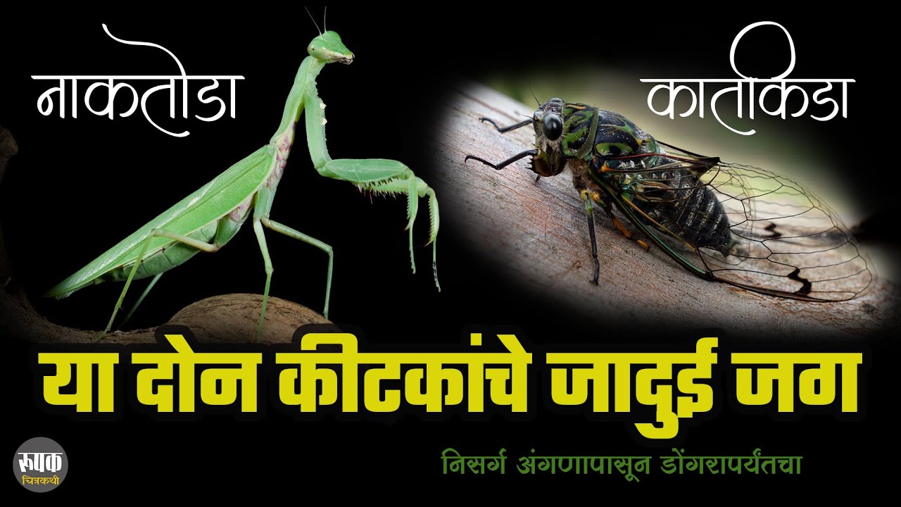 शिकारी नाकतोडा आणि आवाजाचा राजा कातकिडा  | Hunter Praying Mantis and the King of Sound, Cicada!