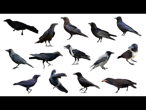 Video: Harmaavaris on lintumaailman älykkäin edustaja