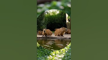Capybara chills🧊🧊🧊