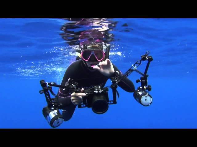 Ocean Ramsey Freediving with Sharks