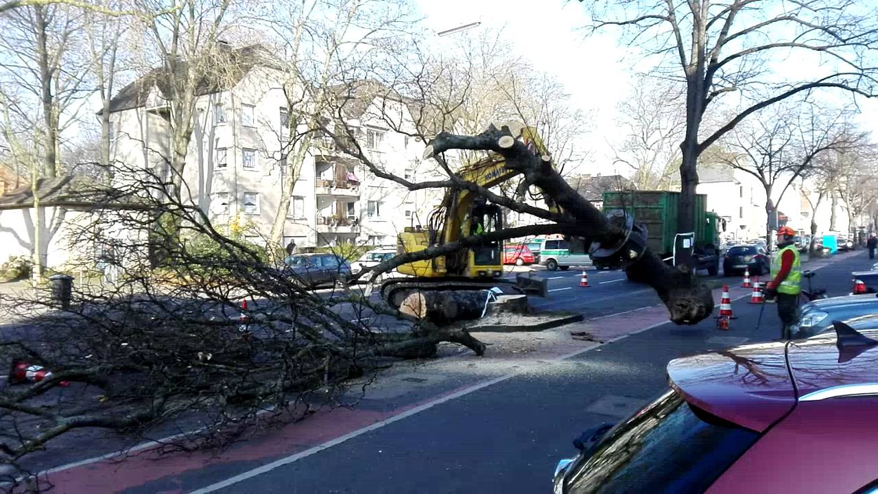 Baum wird gefällt - YouTube