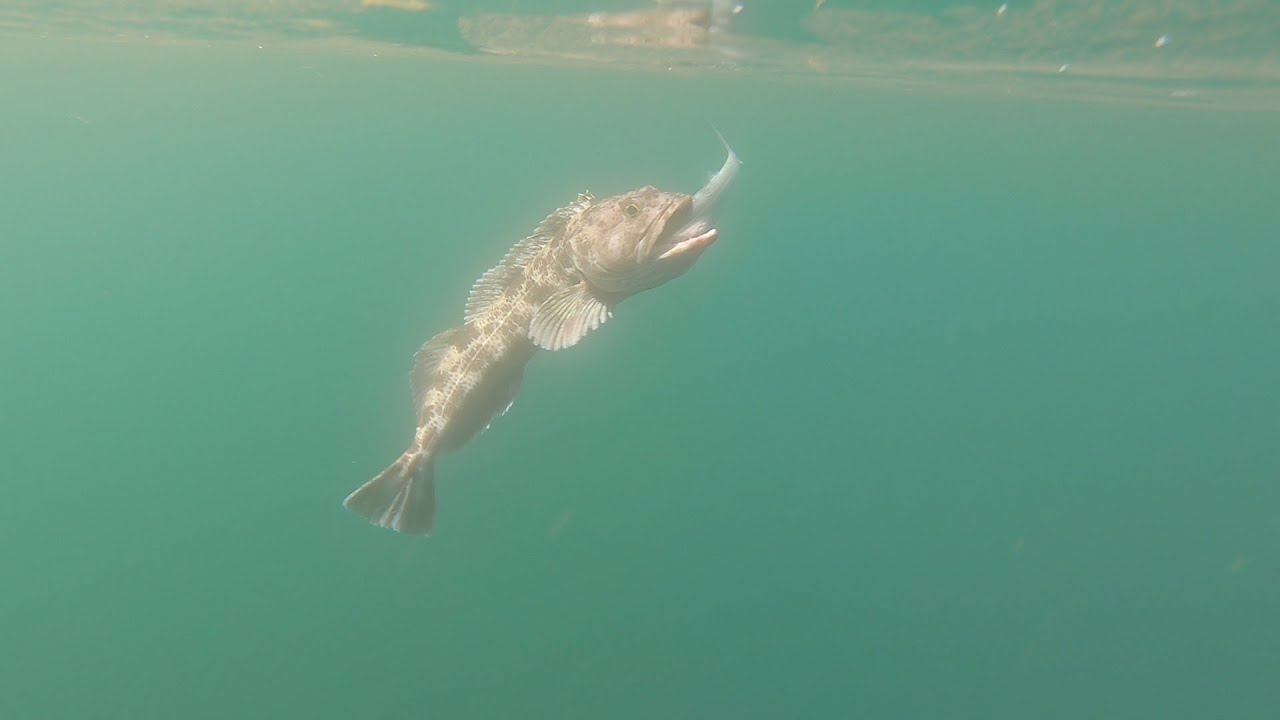 Half Moon Bay King Salmon Lingcod/Rockfish Fishing