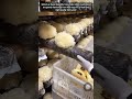 ​A Guide To Efficient Mushroom Farming And Careful Harvesting