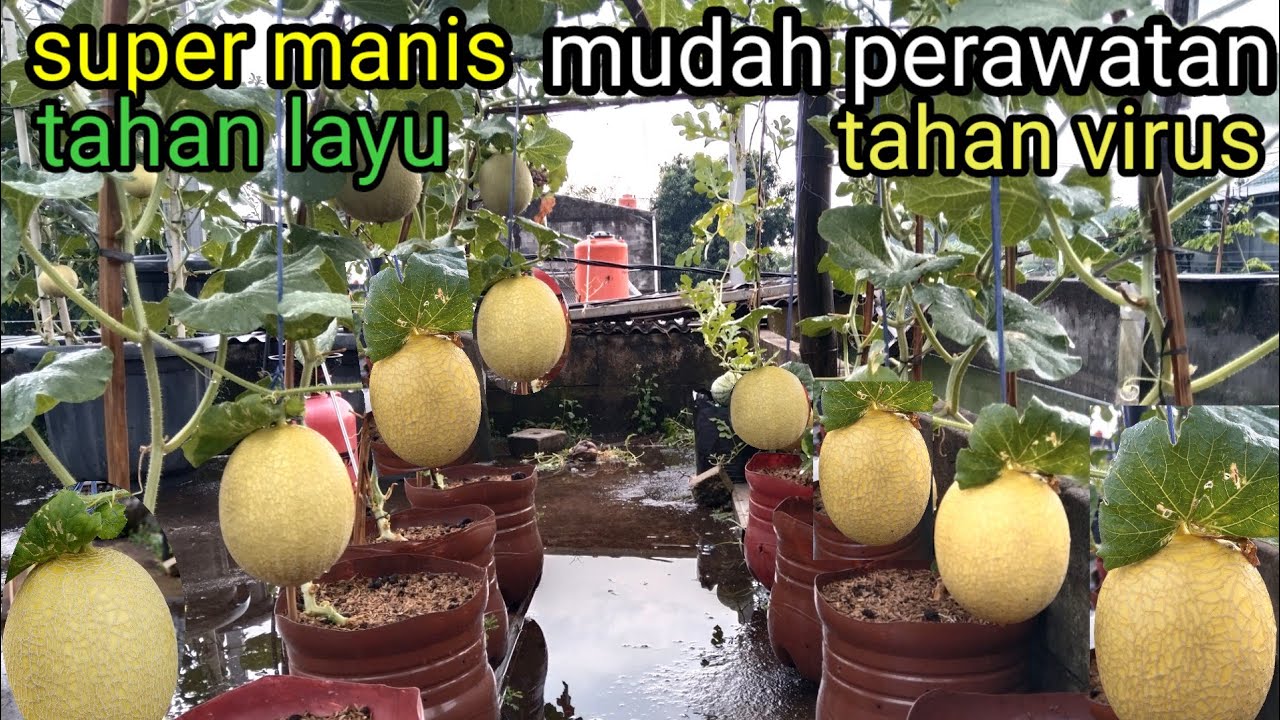 Menanam melon premium di galon bekas hasilnya diluar dugaan