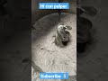 Hi con pulper #shorts #viral #technology