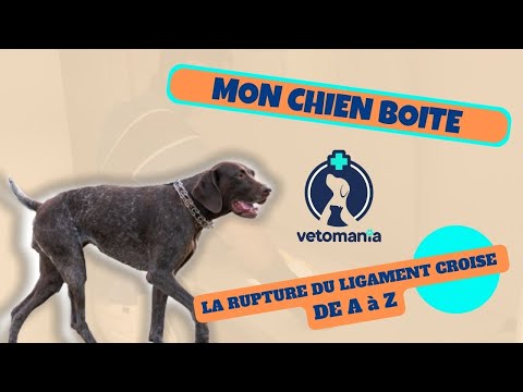 Vidéo: Lésions du ligament croisé crânien chez le chien: ce que vous devez savoir