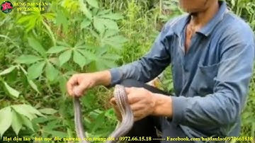 Kiếm hơn 30 triệu đồng mỗi tháng từ nghề bắt rắn độc