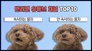 몽자 아시나요? | 반려견/강아지 유튜브 채널 TOP 10