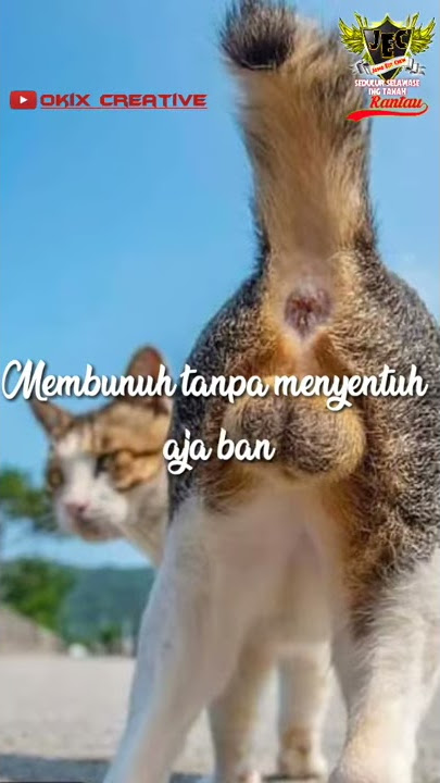 Membunuh tanpa menyentuh aja bangga || story wa || okix creative