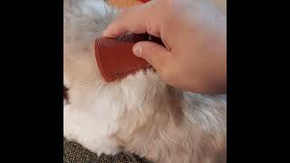 caspa em shitzu #caspacanina tratando com anticeborréico  a base de cetoconazol #caspa