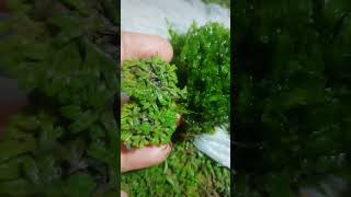 moss สวนถาด mossgarden