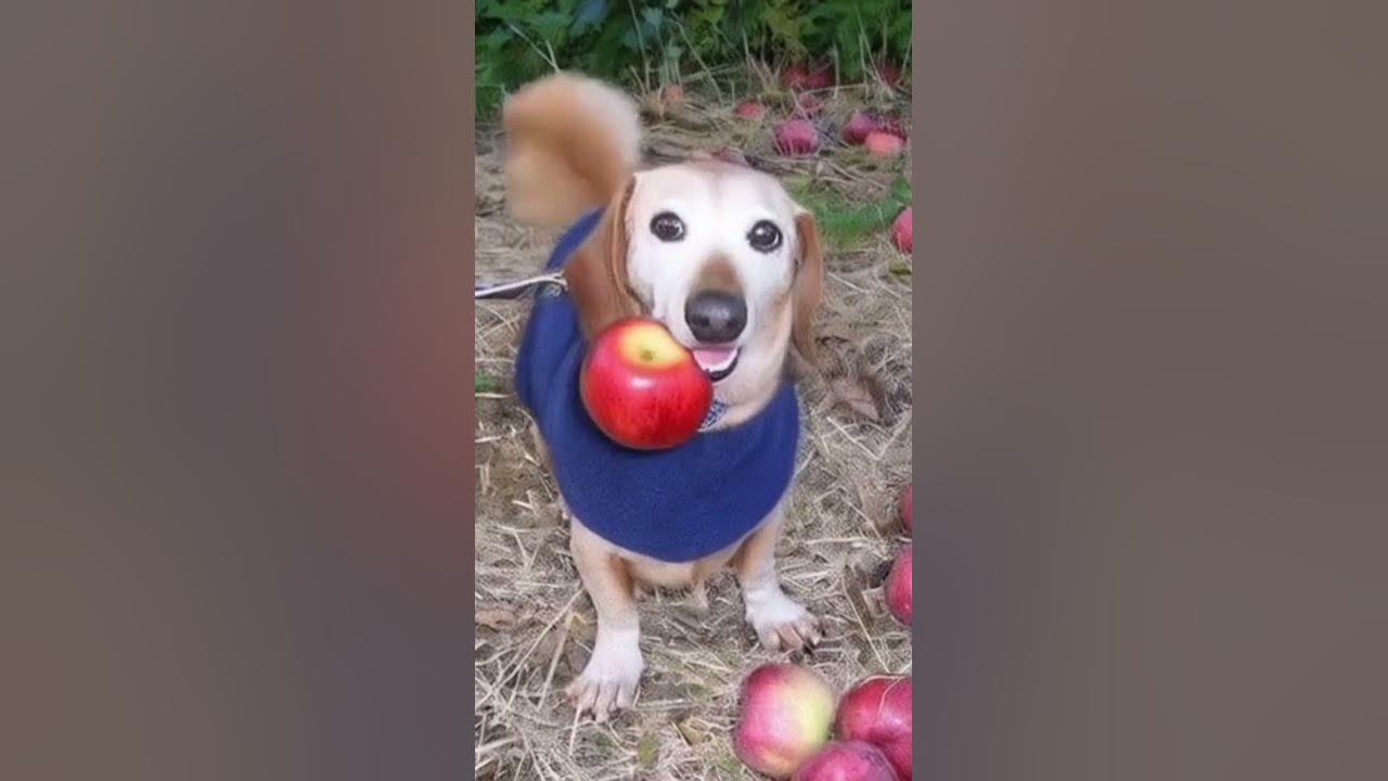 Собака держит яблоко мем