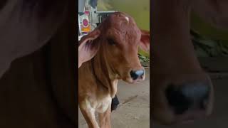css 327 saiwal bull female calf