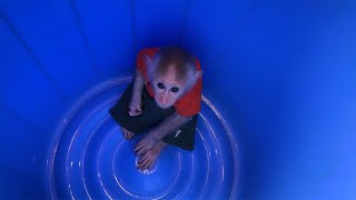 Dad rescues Monkey BiBi trapped in plastic barrel