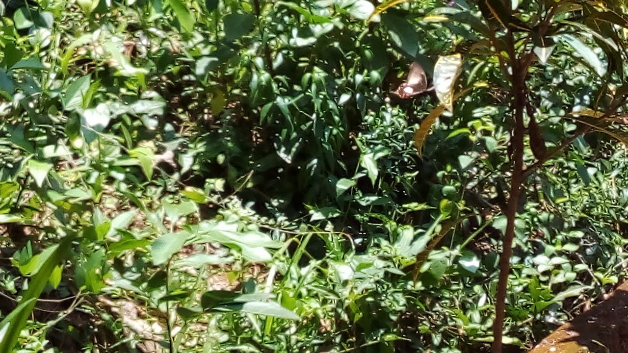 Papilio Polytes Romulus - Female from stichius