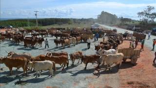 III Encontro de Carro de Boi de Cedro do Abaeté MG 2015