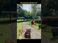 judi membuatmu miskin #pov #cat #memecat #funny #shortvideo