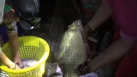 Kéo lưới bắt cá đêm, được con cá chép to - Pull the fishing net | Sắc Màu VN