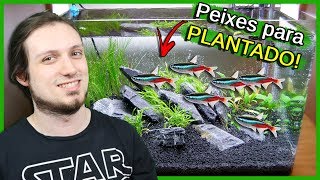 Escolhendo PEIXES para Aquários PLANTADOS!  Aquarium Life