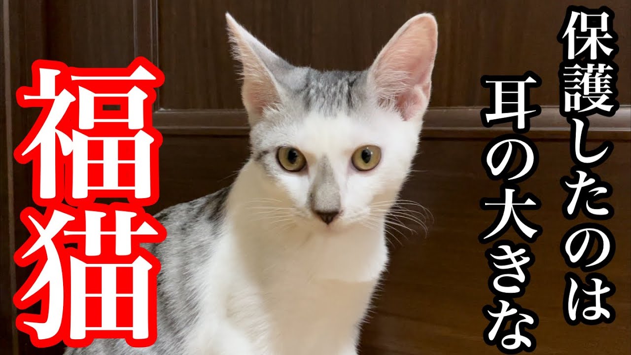 猫 耳 が 大きい