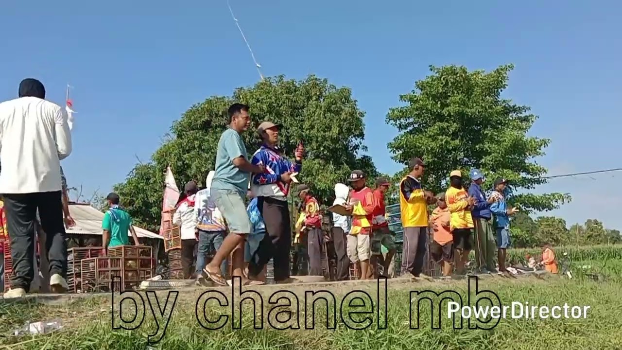 Lomba merpati balap Situbondo  part2 dan 3