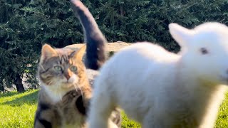 Cat Doesn’t Want Dog Or lamb On his Rock