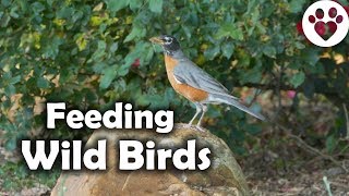 What are the benefits of Feeding Wild Birds?