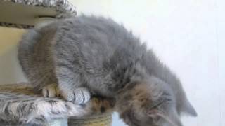 S*KillerCats Félix Fourrure, 9 weeks & 2 days by KillerCats100 37 views 9 years ago 57 seconds