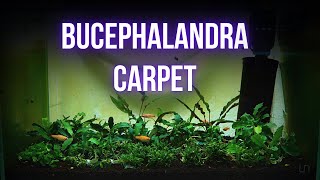 I spent a fortune to make BUCEPHALANDRA CARPET | BREEDING FOR PROFIT