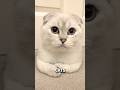 Does your cat actually like you? #shorts #cat #facts