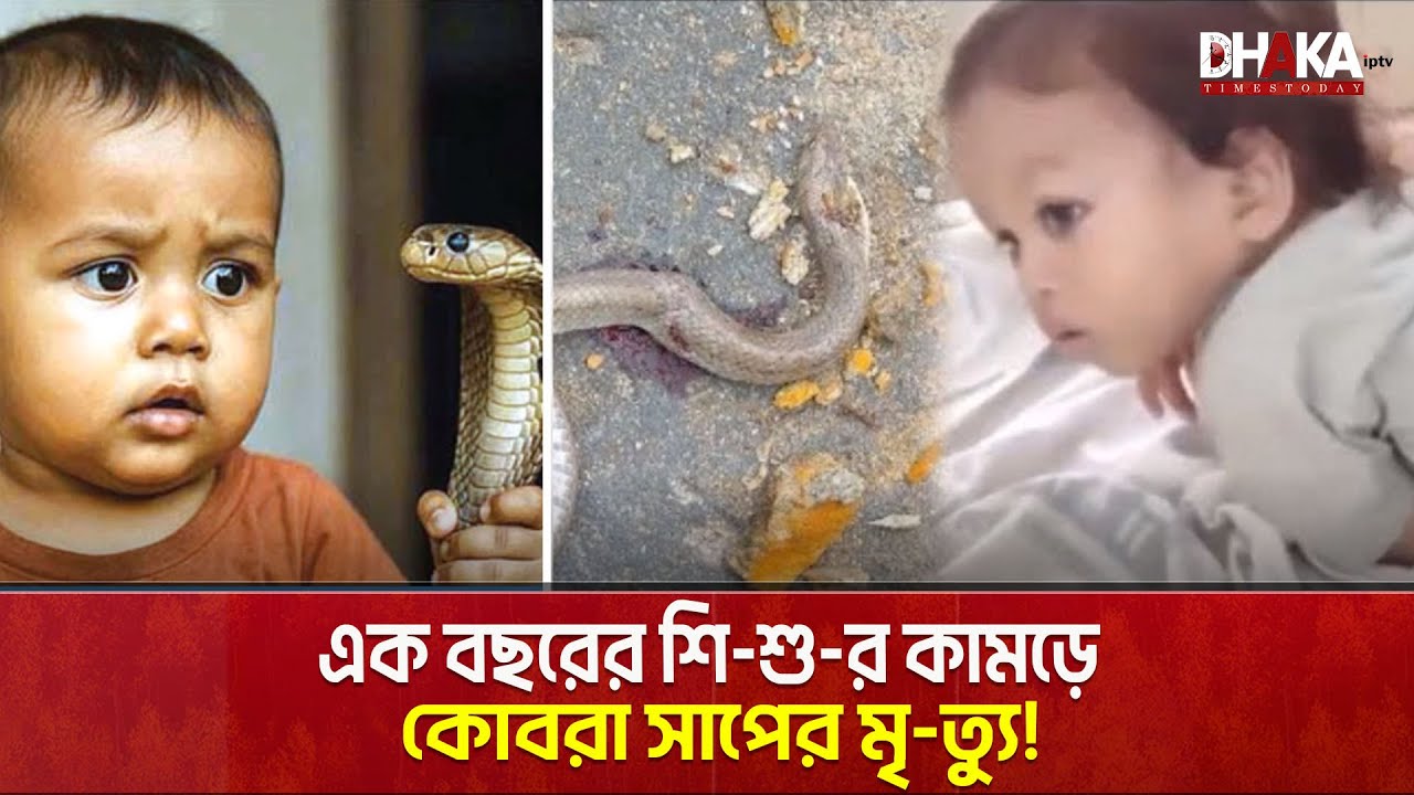 এক বছরের শি-শু-র কামড়ে কোবরা সাপের মৃ-ত্যু! | Child bite Snake | Dhaka Times Today