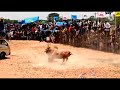 jallikattu mass whatsapp status tamil,,jallikattu mass whatsapp status tamil 2022,, jallikattu mass