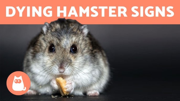 immortal hamster, does anyone know how much longer he'll live? vet