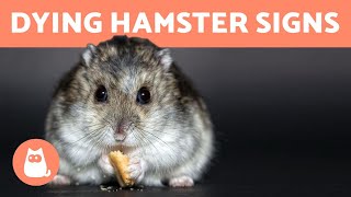 How to Know If Your HAMSTER is DYING  (5 Symptoms)