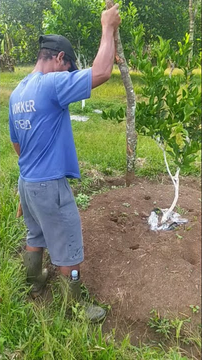 Paling Praktis Pupuk Jeruk Teknik Tuggal!
