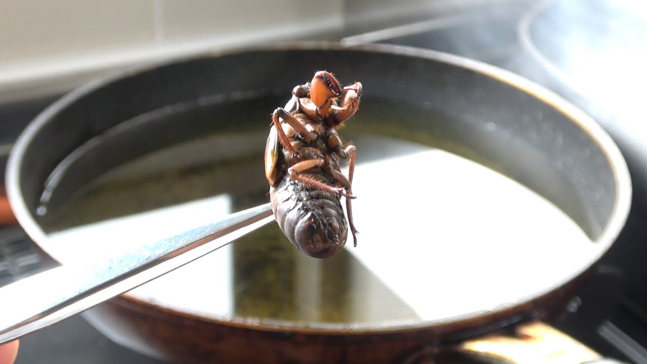 1000度の油にセミの幼虫を落とすとこうなります Youtube
