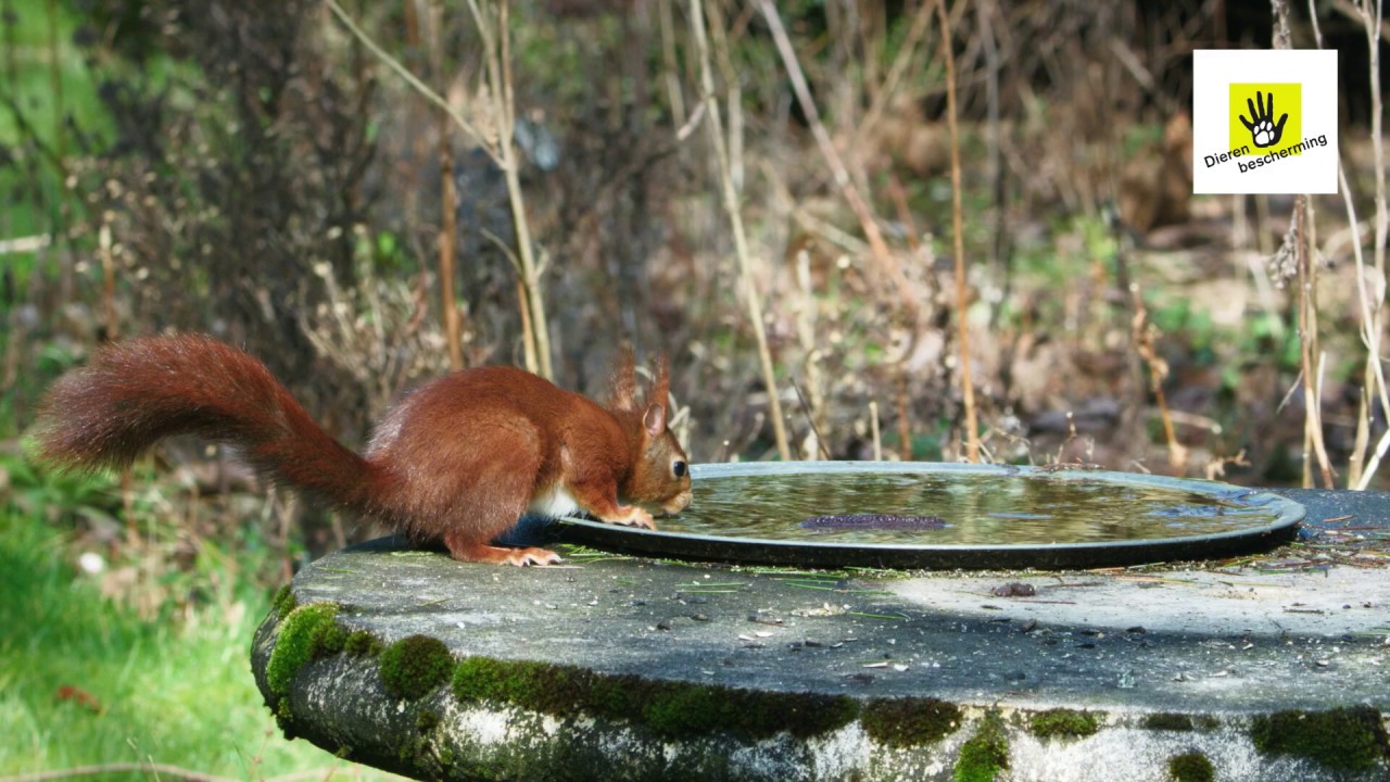 redding insecten en kleine dieren?