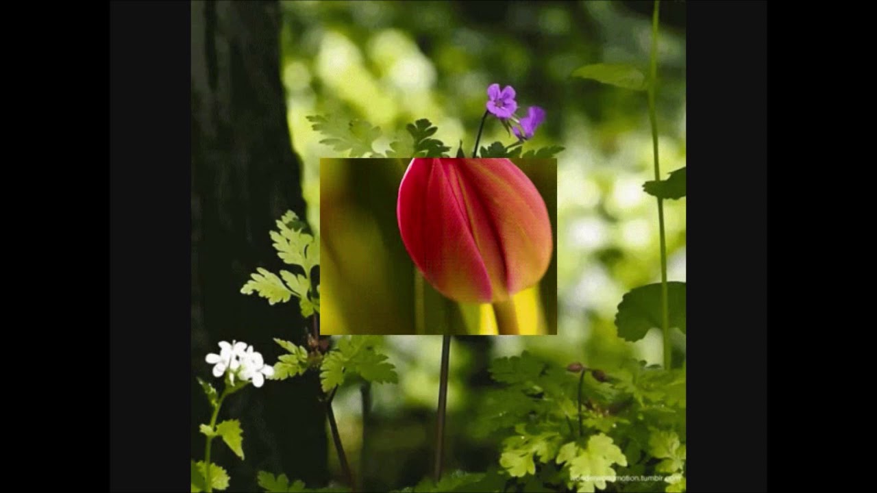 One Day When We Were Young ( Johann Strauss II / Tyros 5 )