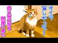 保護猫が初対面した夜に寂しくて自ら皆んなが居る部屋に来た