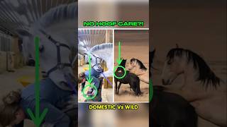 Why Hoof Care Matters for Some Horses… But Not Others 🐎
